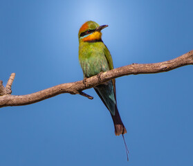 A Rainbow Bee-eater perched on a branch
