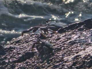 crabs