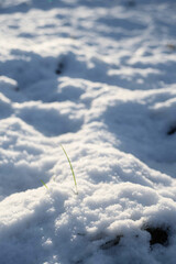 Snow covers surface of a field creating uneven surface. Cold season concept. Winter time. Selective focus.