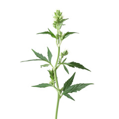 Fototapeta premium Young hemp plant displaying fresh buds against a clean transparent background, hemp plant with young bud on transparent background