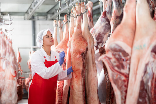 Female butcher inspecting pig carcass in meat storage