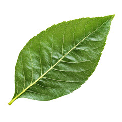 Single green leaf isolated on a transparent background showcasing its texture and natural beauty, green leaf isolated on transparent backgroundfile