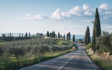 Fototapeta premium Italian Countryside Road, Winding road through Tuscan olive grove.