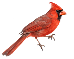 Northern Cardinal on Transparent Background
