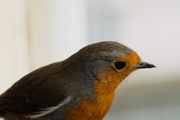 close up of a robin