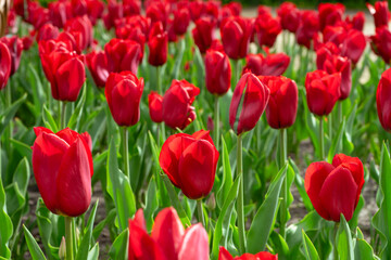 Colorful field filled with blooming red tulips. Lush green leaves surround vibrant flowers during spring season on flowerbed in the park or garden, landscape design element. Wallpaper, background