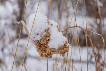 Close-up of a winter landscape with dead plant or shrub, brown leaves, white snow specks, bare trees, and muted color palette