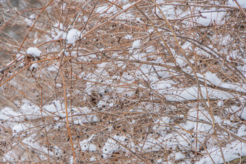 Close-up of snow-laden winter vegetation, with a focus on texture and contrast Shallow depth of field