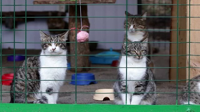 Stray cats in an animal shelter.Cats in shelter waiting for adoption.Homeless animals.