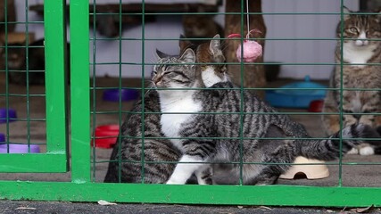 Stray cats in an animal shelter.Cats in shelter waiting for adoption.Homeless animals.