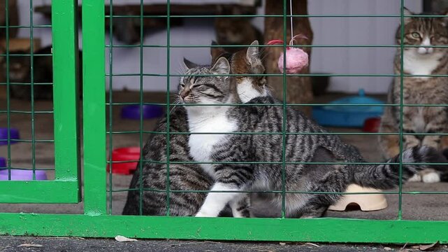 Stray cats in an animal shelter.Cats in shelter waiting for adoption.Homeless animals.