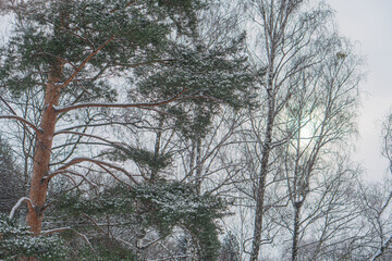 Winter scene with bare trees, evergreens, snowy landscape, gray sky, vibrant contrast