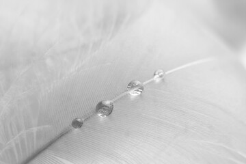 White bird feathers and a drop of water. Beautiful fog. The texture of fluffy, delicate feathers....