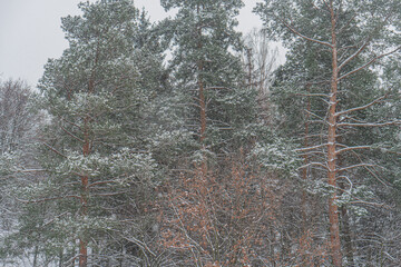 Winter scene with snow-covered pinespruce trees, flat ground blanketed by undisturbed snow, gray...