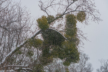 Image shows a snow-laden tree with broken branches and an uneven pattern The background suggests a wintery landscape, hinting at more trees No text is visible in the photograph, which captures the