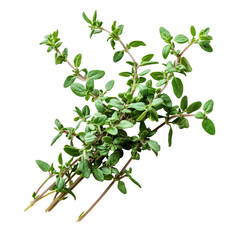 Fresh thyme sprigs isolated on a transparent background for culinary use and herb gardening inspiration, Fresh thyme isolated on transparent background