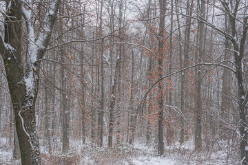 A tranquil winter scene with trees heavy with snow, uniform white ground, clear or overcast sky,...