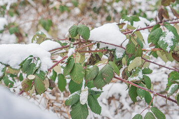 Close-up view of snow-covered plant branches with unevenly distributed snow on leaves, some with...
