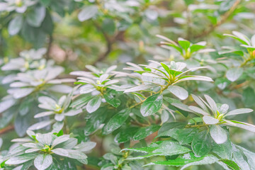 Close-up view of wet, fresh green plant leaves with slightly curled edges, taken outdoors during a well-watered period