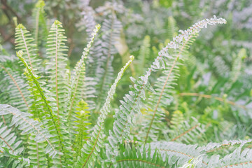 Close-up view of healthy ferns with feather-like fronds, varying green hues, a contrasting fruit or berry, shallow depth of field, emphasizing plant life and closeness to nature