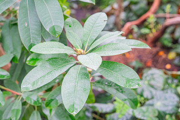 Close-up photo of large, healthy plant leaves with curled edges and prominent veining The background suggests a garden setting