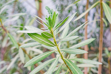 Close-up image of a glossy, leafy green plant Broad leaves densely packed at base, spreading outwards Focus on botanical details, possibly for agriculture, gardening, herbalism or cooking
