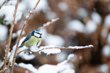 Winter snow scene of a lovely Blue Tit (Cyanistes caeruleus) perched on a snowy shrub in Winter. Yorkshire, UK, January