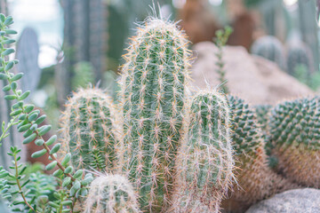 Image showcases an indoor cactus garden with various sized cacti and succulents, arranged in terracotta pots One cactus stands out centrally with multiple arms The scene has depth and perspective,