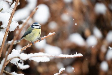 Cute Blue Tit (Cyanistes caeruleus) perched on a snowy branch in Winter. Yorkshire, UK, January