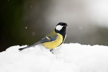Beautiful Great Tit (Parus major) standing in snow whilst its snowing - Yorkshire, UK in January