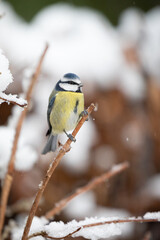 Cute blue and yellow Blue Tit (Cyanistes caeruleus) perched on a snowy log in Winter. Yorkshire, UK, January