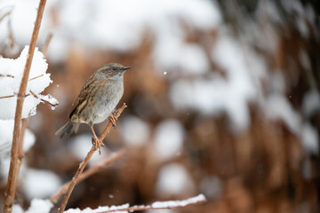 Winter snow scene of a Dunnock (Prunella modularis) perched on a frosty branch - Yorkshire, UK in January