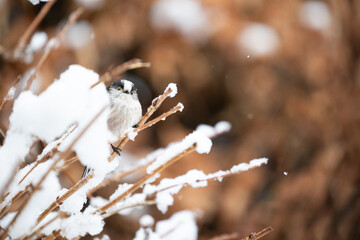 Long Tailed Tit (Aegithalos caudatus) peeking out from behind snow whilst perched on a frosty branch - Yorkshire, UK in January