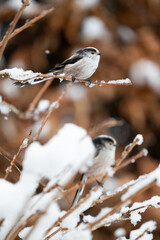 Winter snow scene of a Long Tailed Tit (Aegithalos caudatus) perched on a frosty branch - Yorkshire, UK in January