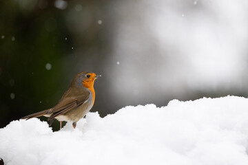 Snowy Robin (erithacus rubecula) crouched on snow with a wintry, white background - Yorkshire, UK in January