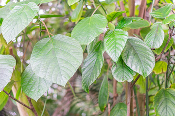 Close-up of several large, glossy leaves from an indoor plant or garden Healthy with varied shapes lobed, heart-shaped, oval and a predominantly green color palette Possibly part of a larger grou