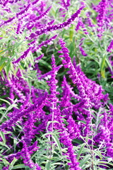 公園で咲く紫色のアメジストセージ