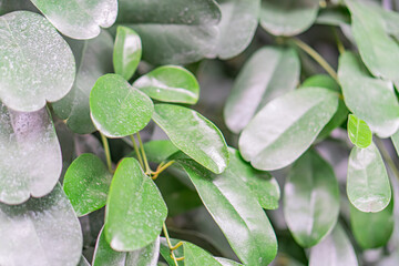Close-up image of lush houseplant leaves with small white dots, shallow depth of field focusing on texture and color