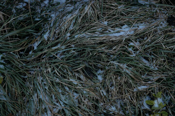 spring forest in the fog