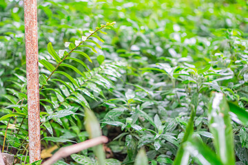 Image shows two halves Close-up of healthy, spiky-leaved plant and an aerial view of a lush, densely packed forest
