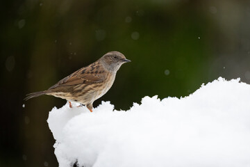 Winter snow scene of a Dunnock (Prunella modularis) perched on a frosty branch - Yorkshire, UK in January