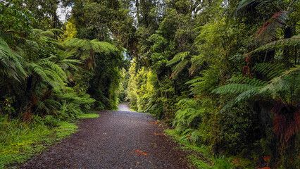 Obraz premium Hiking through the forest on the way to the Franz Josef Glacier lookout