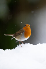 Beautiful Robin (erithacus rubecula) looking towards the camera standing on a snow - Yorkshire, UK in January