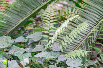 Image depicts a close-up of various plants with distinct leaf shapes and textures, resembling ferns, bamboo, or grass-like foliage in a lush green setting