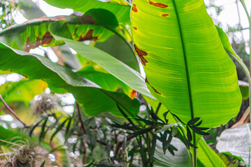 Close-up image of a tropical plant with large, pointed leaves resembling palms The central leaf is surrounded by smaller oval leaves, creating texture Background shows other plants contributing to