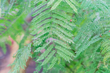 Close-up image of a fern with extended fronds, predominantly green with brown undertones, set...