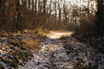 spring in the forerest