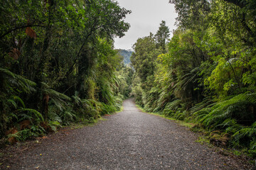 Obraz premium The Native bush walking track at Franz Josef Glacier