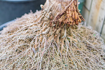 Image depicts a tightly bundled collection of dried root vegetables or seaweed on a concrete surface near a metal container, against an outdoor backdrop