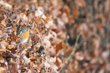 Robin (erithacus rubecula) peeking out from a copper beech hedge - Yorkshire, UK in January